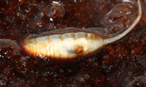 Mallota eurasiatica