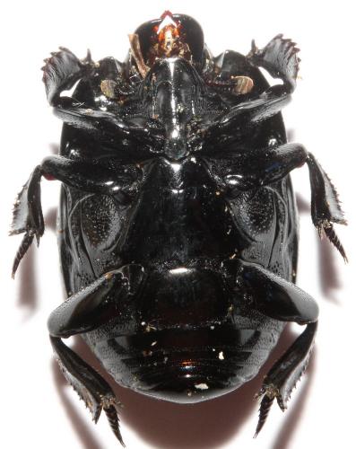 Réf. 115 864 : Merohister ariasi