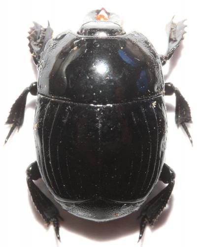 Réf. 115 863 : Merohister ariasi