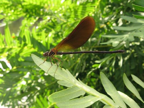 Calopteryx haemorrhoidalis