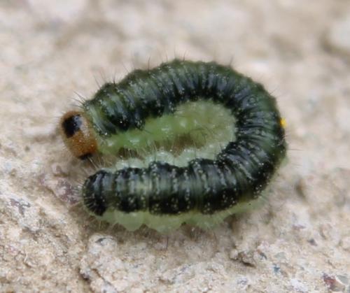 Priophorus compressicornis