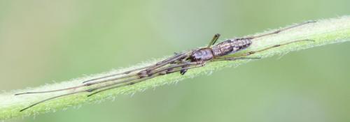 Tetragnatha sp.