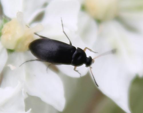 Anaspis sp.