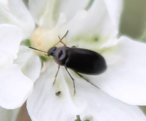 Anaspis sp.
