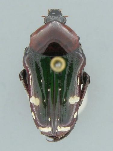 Leucocelis sp.
