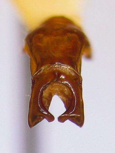 Leucocelis sp.