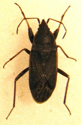 Réf. 115 853 : Neurocladus brachiidens