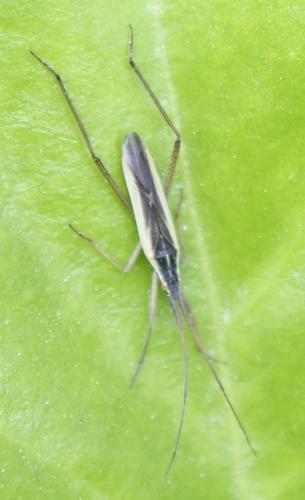 Notostira sp.