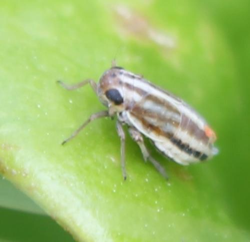 Eurybregma nigrolineata