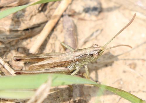 Réf. 115 472 : Pseudochorthippus parallelus