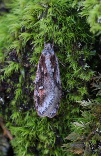 Réf. 115 290 : Semioscopis oculella
