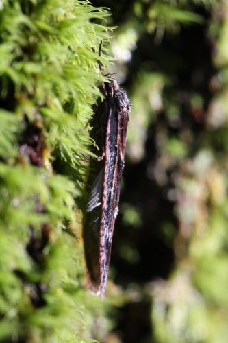 Réf. 115 291 : Semioscopis oculella
