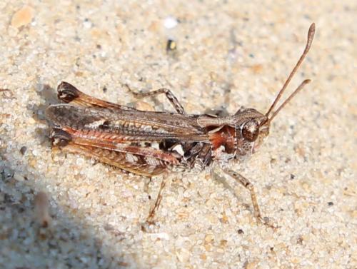 Myrmeleotettix maculatus maculatus