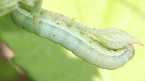 Réf. 115 493 : Orthosia gracilis