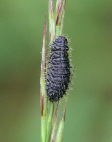 Galerucinae