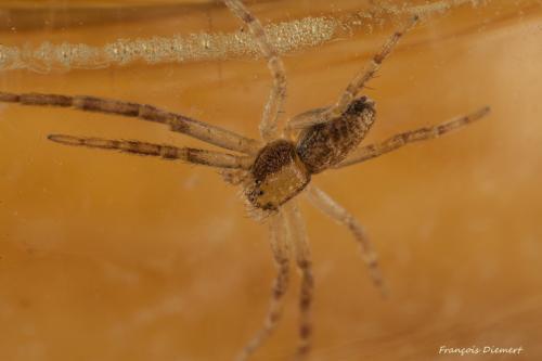 Philodromus sp.