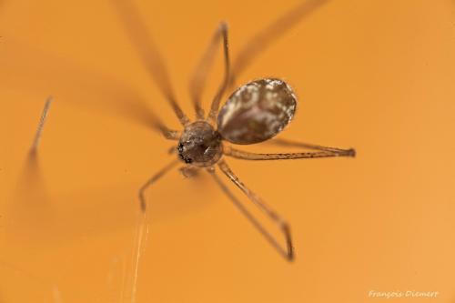 Holocnemus pluchei