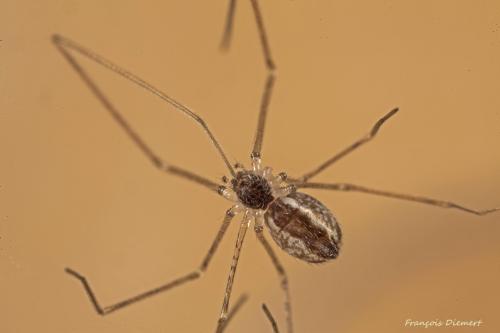 Holocnemus pluchei
