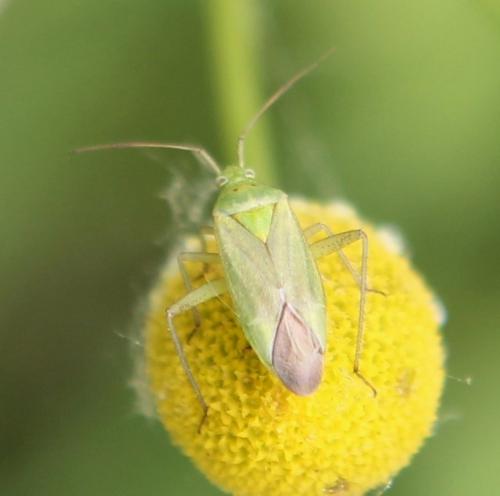 Closterotomus norwegicus