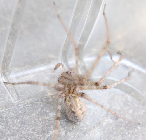Réf. 115 261 : Tegenaria parietina