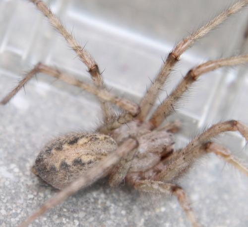 Tegenaria parietina