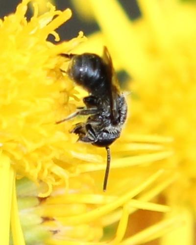 Heriades sp.