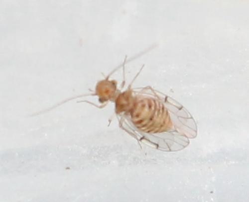 Ectopsocus briggsi
