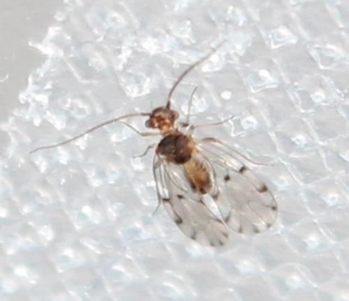 Ectopsocus sp.