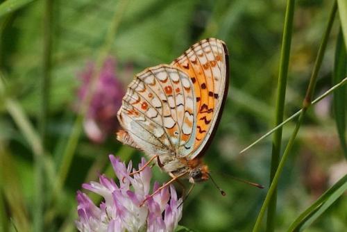 Réf. 115 005 : Argynnis niobe