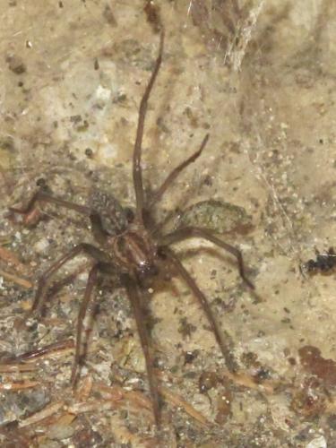 Eratigena atrica