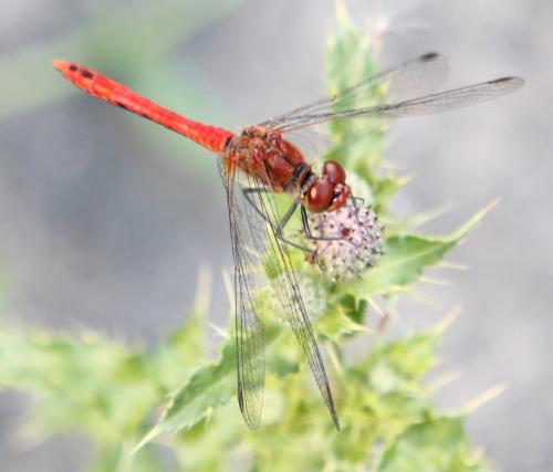Sympetrum sanguineum