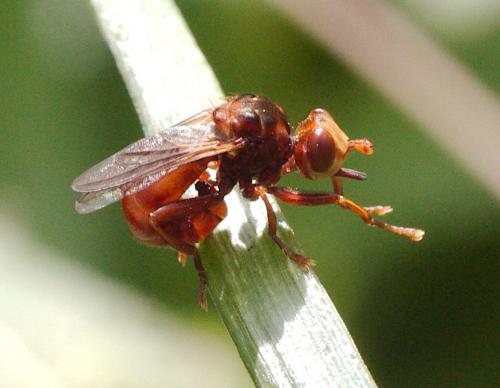 Réf. 115 120 : Sicus sp.