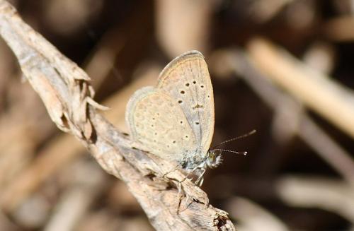 Zizeeria knysna