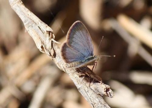 Zizeeria knysna