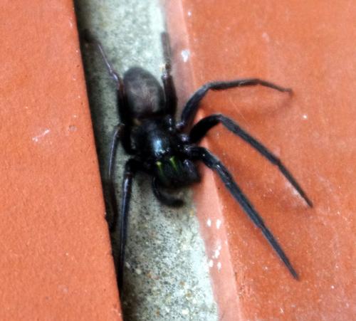 Segestria florentina