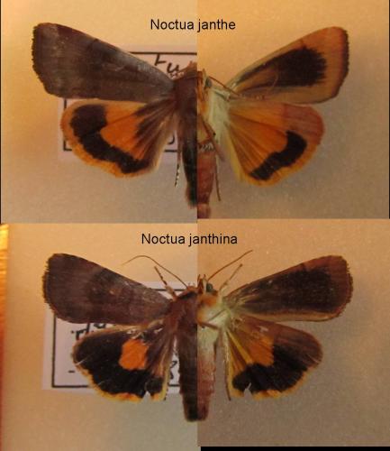 Noctua divers