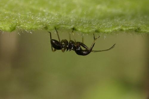 Himacerus mirmicoides