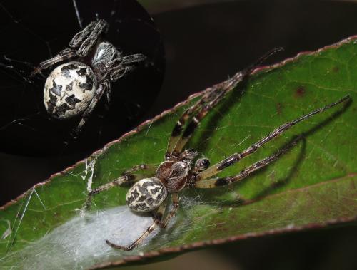 Larinioides cornutus