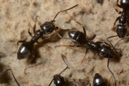 Tapinoma sp.