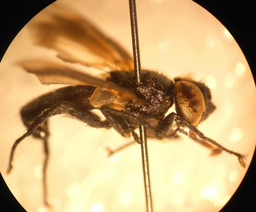 Réf. 115 803 : Phasia sp.