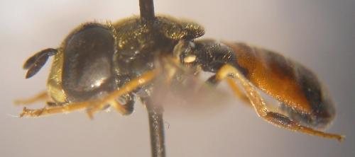 Réf. 115 807 : Paragus bicolor