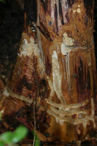 Semanotus laurasii