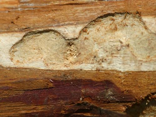 Semanotus laurasii