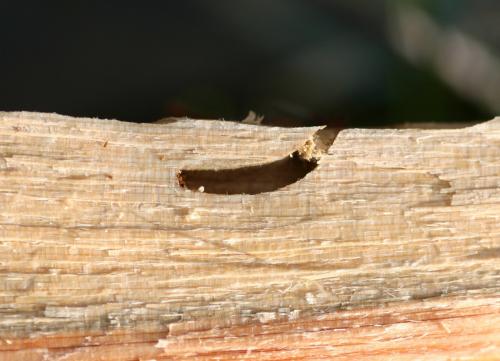 Semanotus laurasii