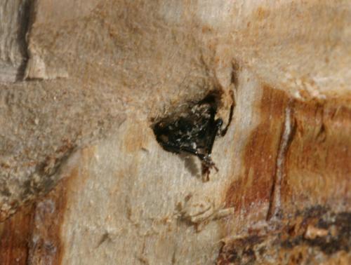 Semanotus laurasii
