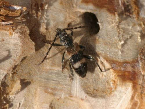 Semanotus laurasii