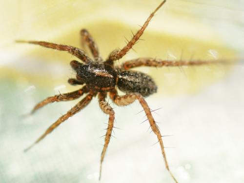 Pardosa tenuipes