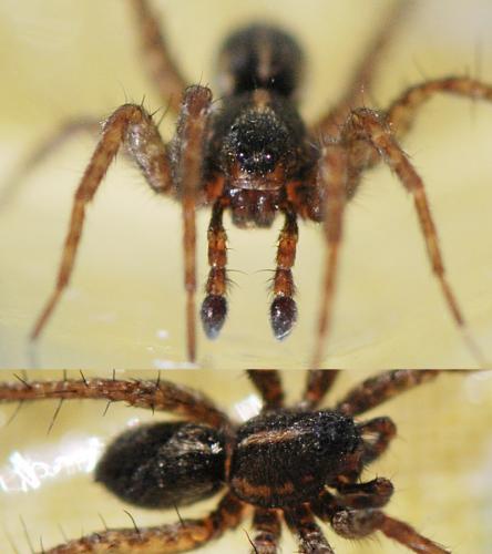 Pardosa tenuipes