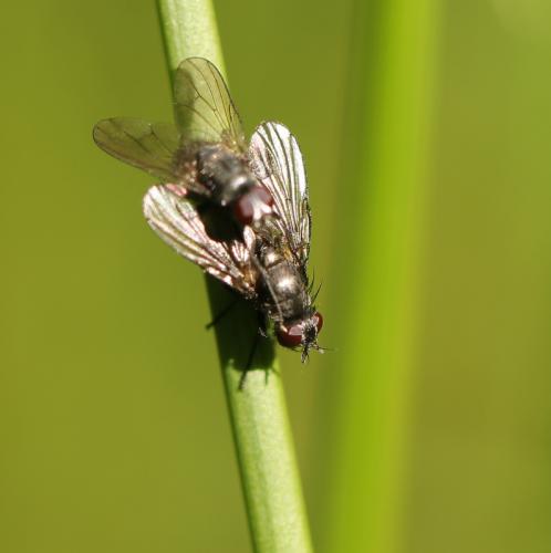 Phaonia halterata