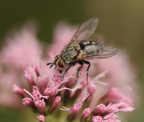 Linnaemya picta